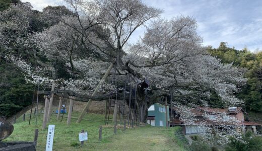 桜の季節になりましたね(*^^*)